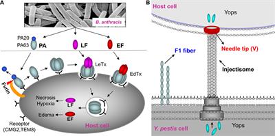 A Bivalent Anthrax–Plague Vaccine That Can Protect against Two Tier-1 Bioterror Pathogens, Bacillus anthracis and Yersinia pestis